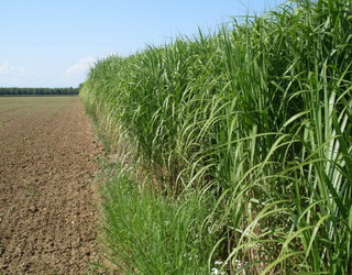 На 8 млн га малопродуктивних земель в Україні можна вирощувати біоенергетичні культури
